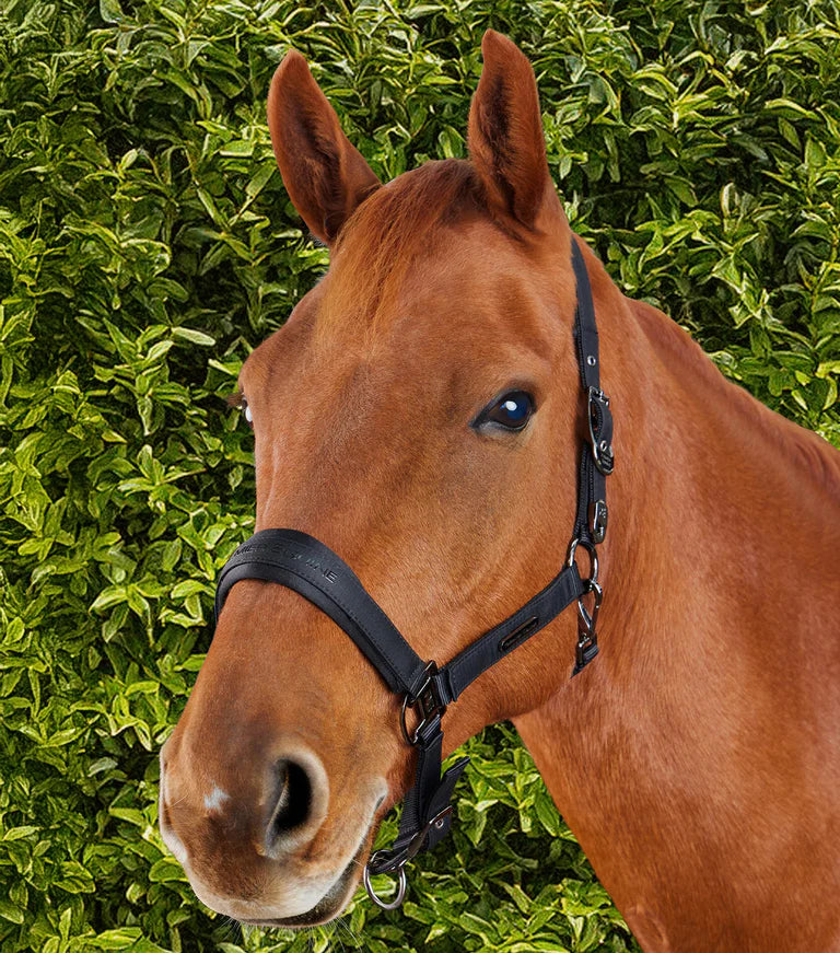 Premier Equine Duco Padded Head Collar With Lead Rope Black