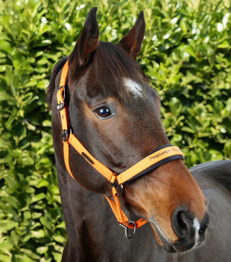 Premier Equine Duco Padded Head Collar With Lead Rope Orange