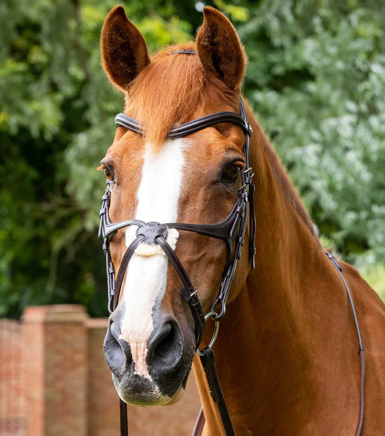 Glorioso Grackle Bridle