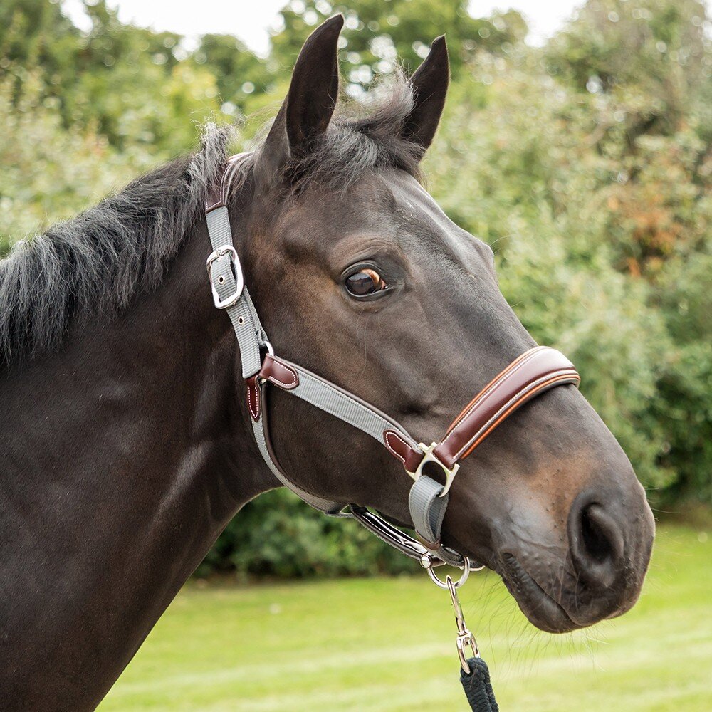 Leather Grey & Tan Webbing Headcollar