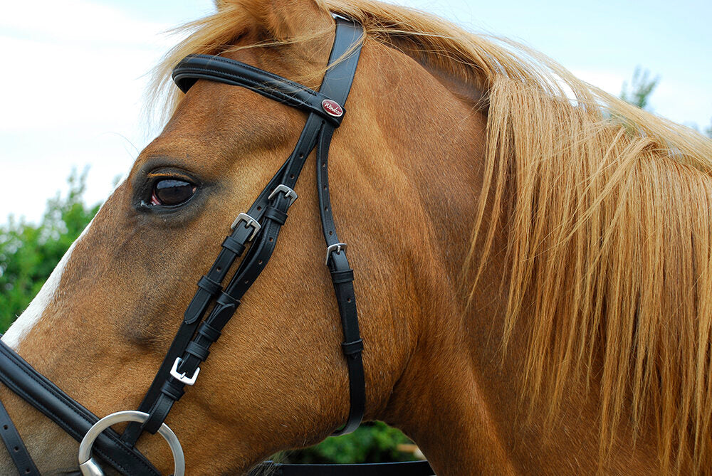 Leather Flash Noseband Bridle With Reins