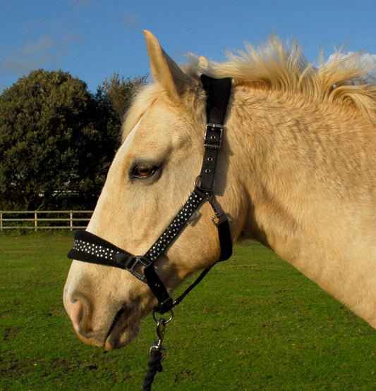 Star Spangled Headcollar & Lead Rope