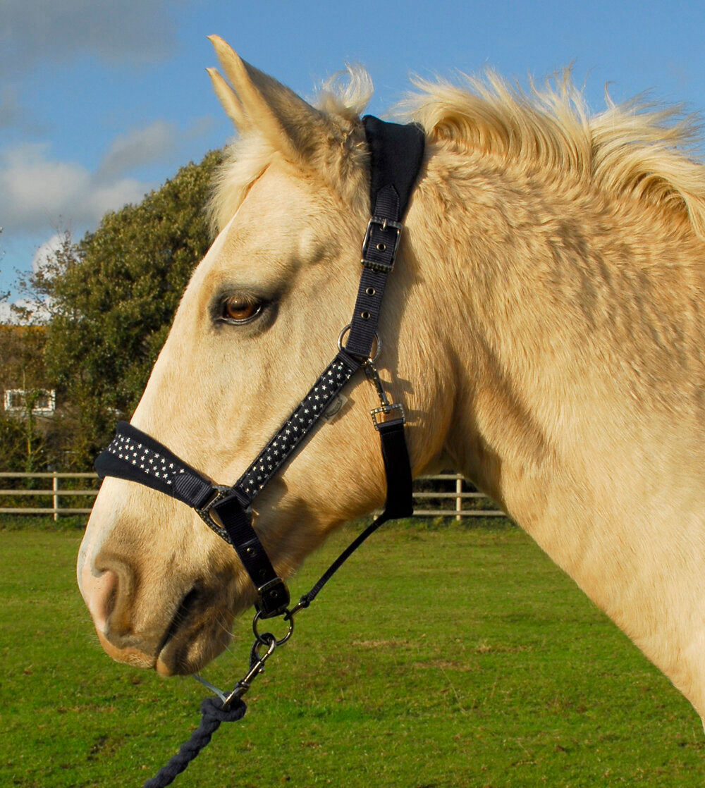 Star Spangled Headcollar & Lead Rope