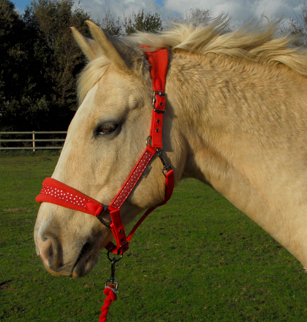 Star Spangled Headcollar & Lead Rope