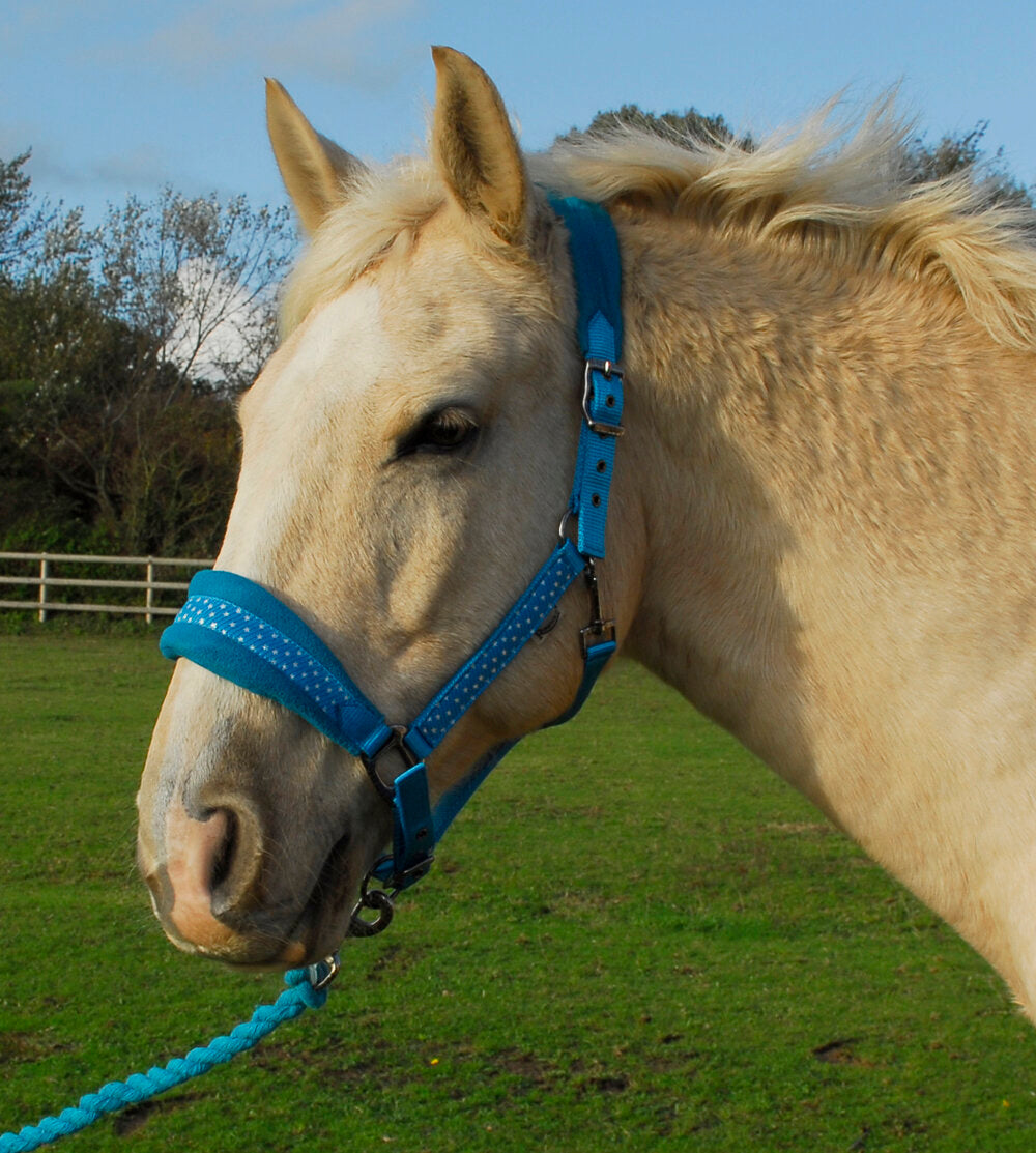 Star Spangled Headcollar & Lead Rope