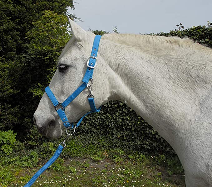 Rhinegold Carnival Headcollar & Lead Rope Set