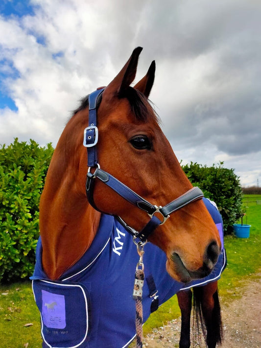 Leather Navy & Black Webbing Head Collar