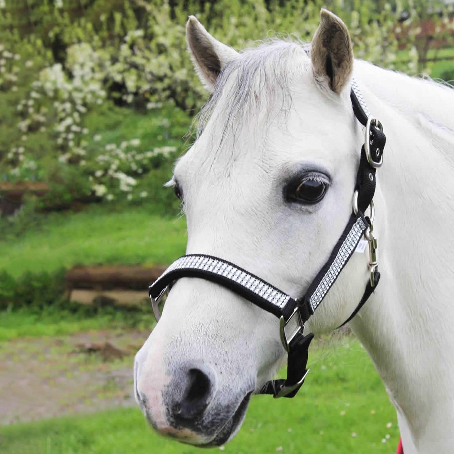 The Gallop Diamante Padded Headcollar