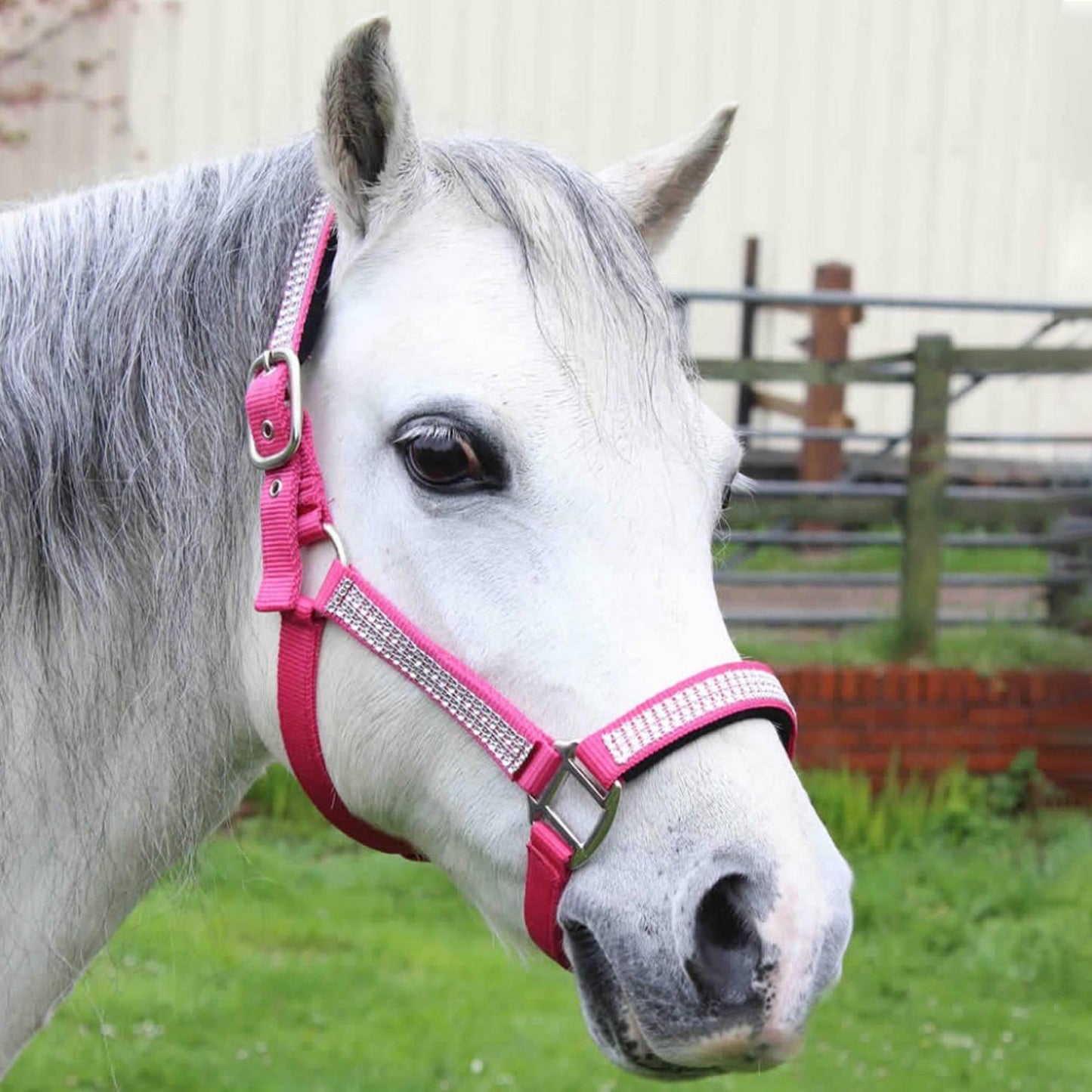 The Gallop Diamante Padded Headcollar