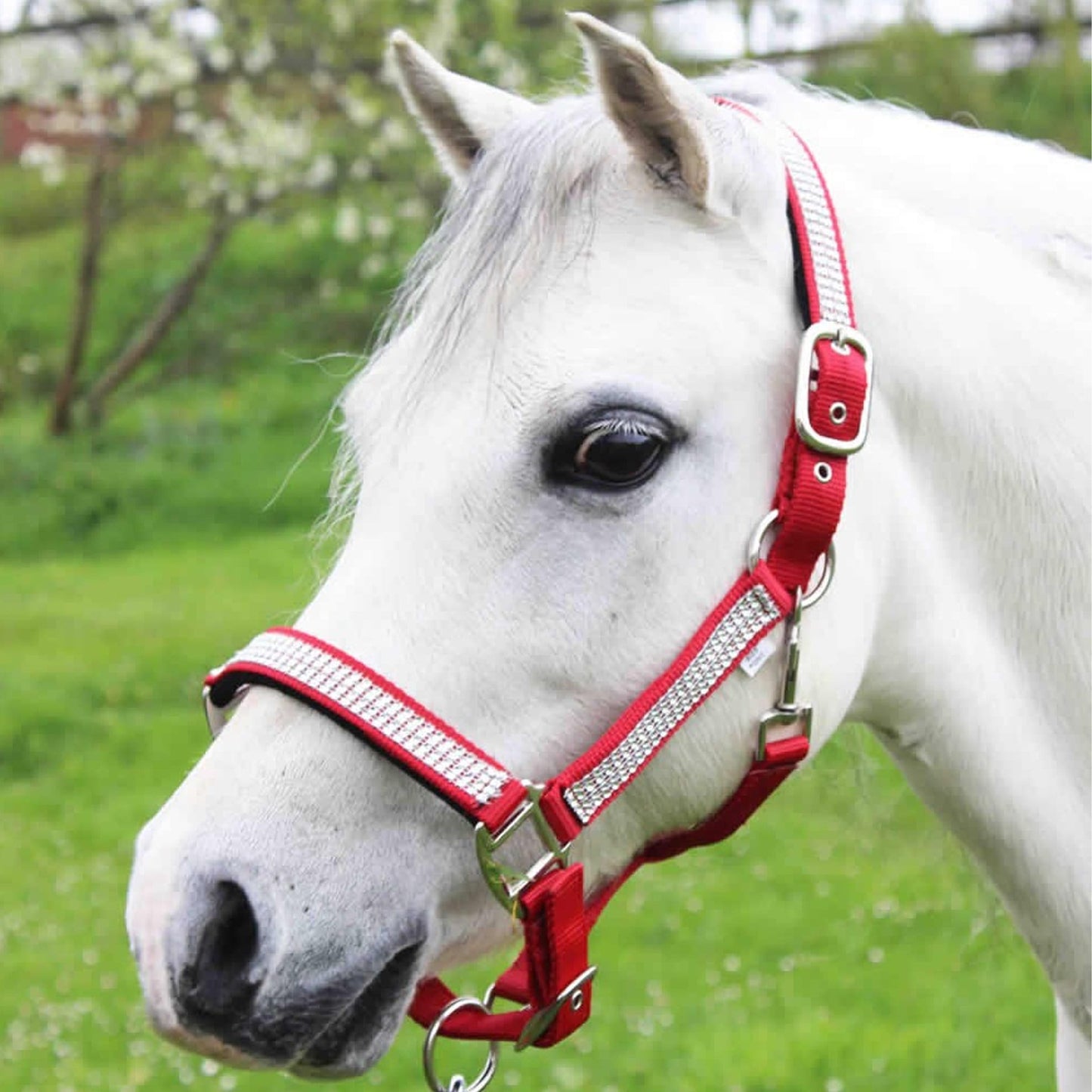 The Gallop Diamante Padded Headcollar