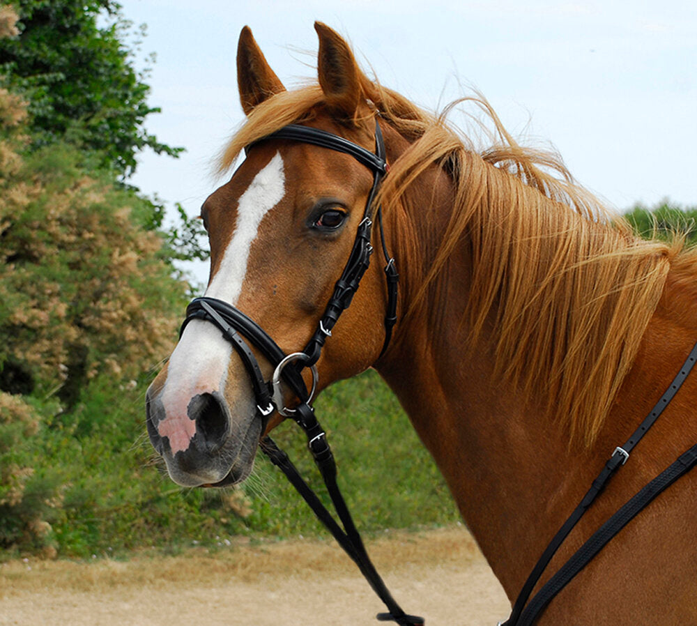 Leather Flash Noseband Bridle With Reins